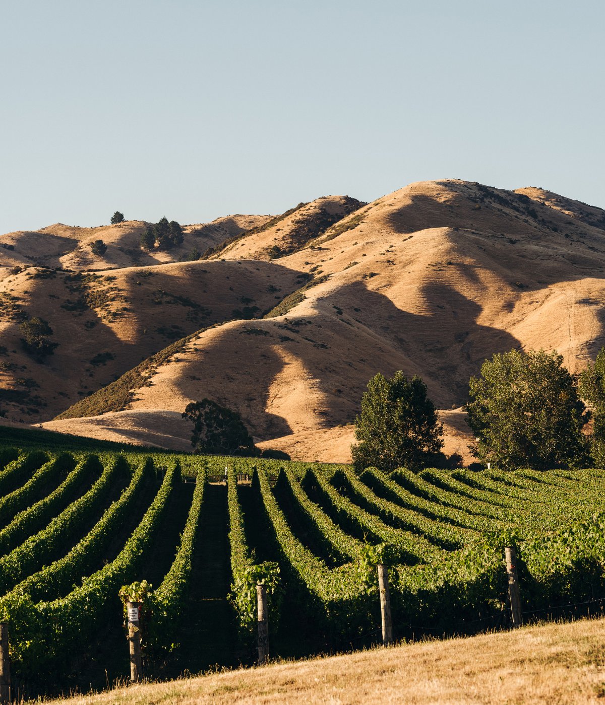 In Marlborough, the season was still warmer and drier than average.