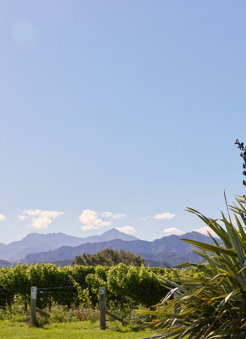 Cloudy Bay - Marlborough Estate
