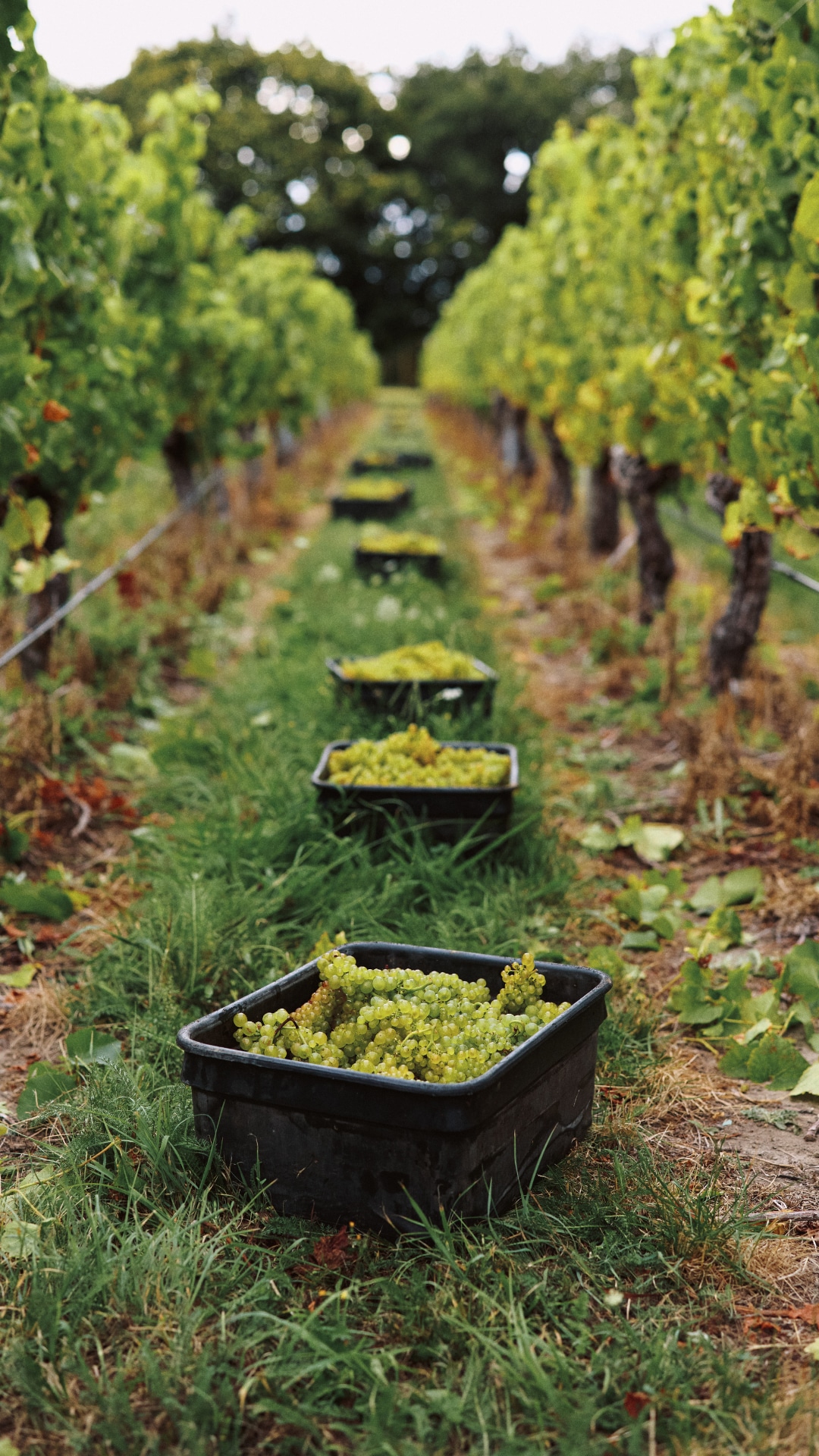 row of picked chardonnay grapes